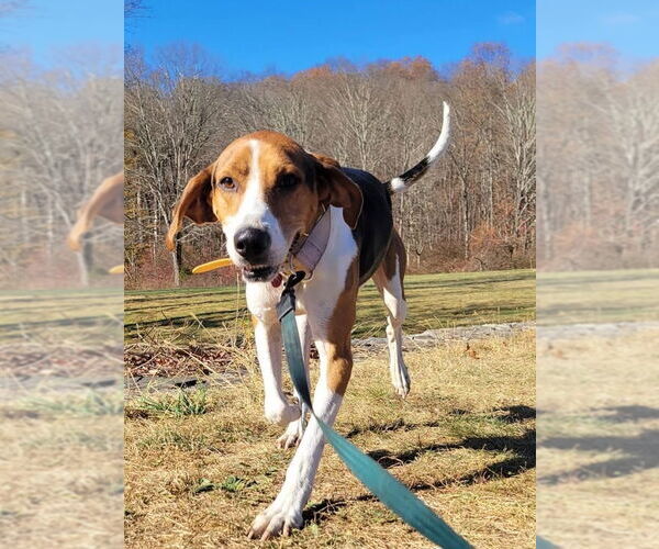 Medium Photo #2 Treeing Walker Coonhound Puppy For Sale in Bloomingdale, NJ, USA