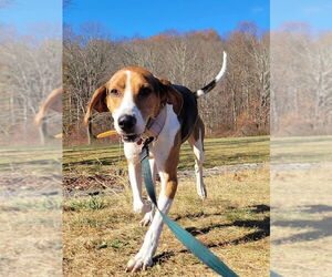 Buddy - Male Treeing Walker Coonhound Dog for Adoption - Photo #2