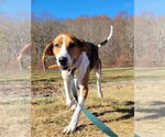 Small #1 Treeing Walker Coonhound