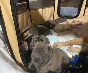 Ori-Pei Dogs for adoption in MANASSAS, VA, USA