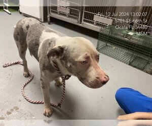 Catahoula Leopard Dog-Unknown Mix Dogs for adoption in Ocala, FL, USA