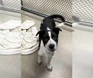 Labrador Retriever-Unknown Mix Dogs for adoption in Sterling, MA, USA