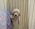 Small Photo #10 Golden Retriever Puppy For Sale in SPENCER, TN, USA
