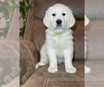 Small Photo #17 English Cream Golden Retriever Puppy For Sale in COHUTTA, GA, USA