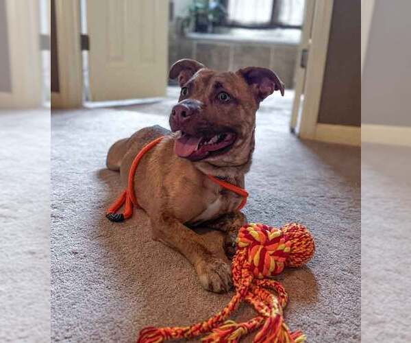 Medium Photo #5 Boxer-Unknown Mix Puppy For Sale in Kennesaw, GA, USA