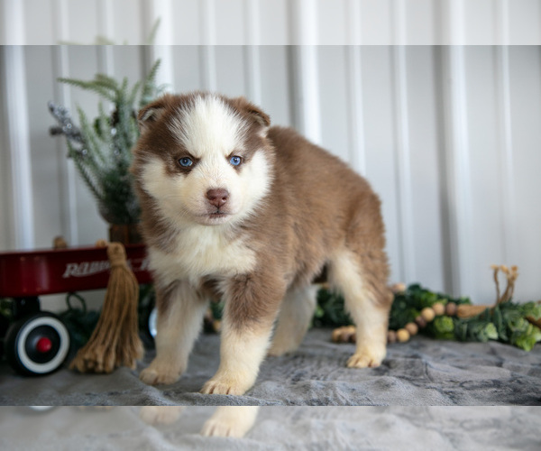 Medium Photo #6 Siberian Husky Puppy For Sale in SHREVE, OH, USA