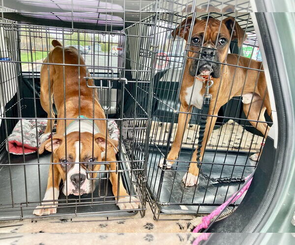 Medium Photo #4 Boxer Puppy For Sale in Woodbury, MN, USA
