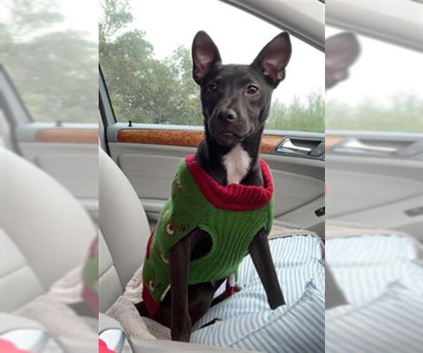 Medium Photo #2 Labrador Retriever-Unknown Mix Puppy For Sale in San Antonio, TX, USA