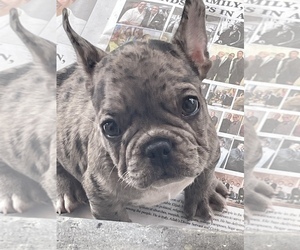 French Bulldog Puppy for sale in MOUNT LAUREL TOWNSHIP, NJ, USA