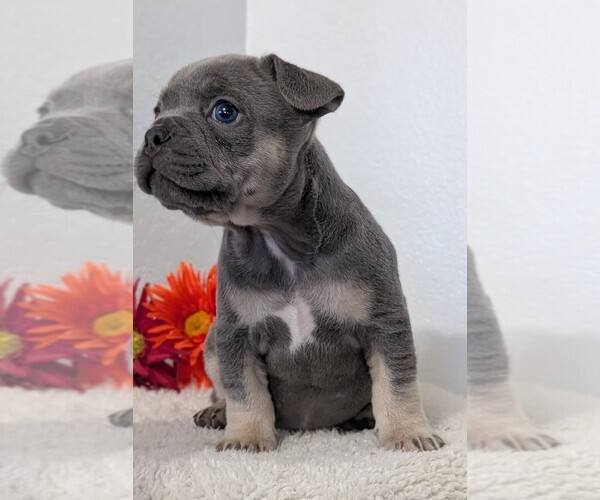 Medium Photo #43 French Bulldog Puppy For Sale in GOSHEN, IN, USA
