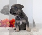Small Photo #43 French Bulldog Puppy For Sale in GOSHEN, IN, USA