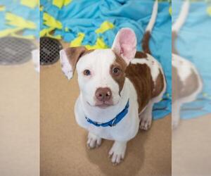 American Pit Bull Terrier-Unknown Mix Dogs for adoption in Derwood, MD, USA