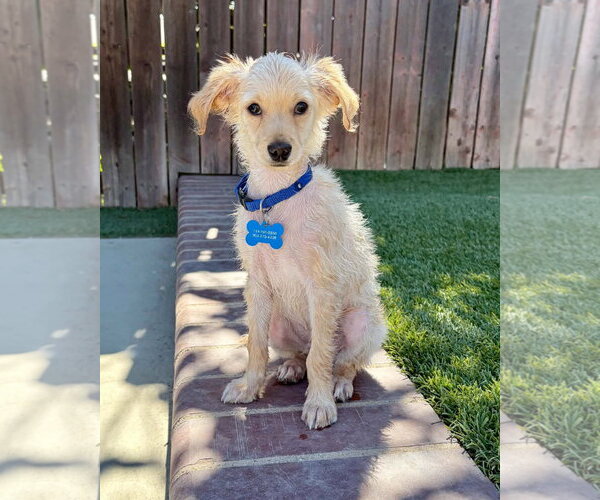 Medium Photo #2 Maltese-Unknown Mix Puppy For Sale in Corona, CA, USA