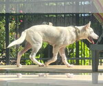 Small #2 white german shepherd Mix