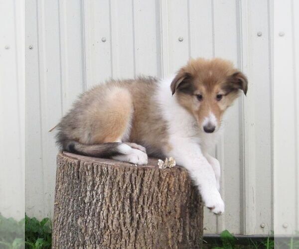 Medium Photo #4 Collie Puppy For Sale in FORT PLAIN, NY, USA