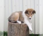 Small #3 Collie