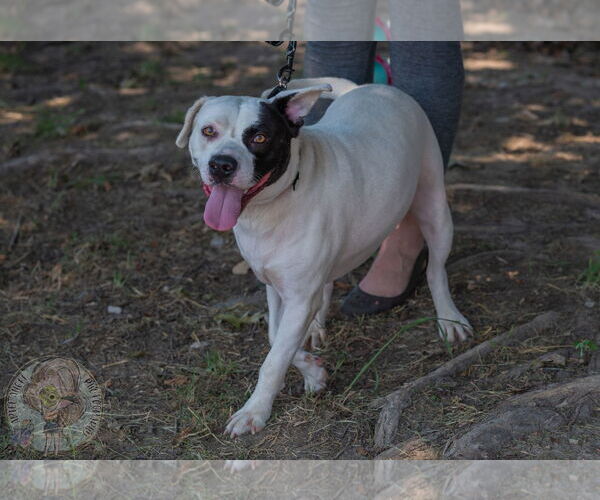 Medium Photo #6 American Pit Bull Terrier-Unknown Mix Puppy For Sale in Munford, TN, USA