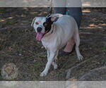 Small #5 American Pit Bull Terrier Mix