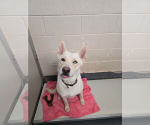 German Shepherd Dog-Huskies Mix Dogs for adoption in Glen Allen, VA, USA
