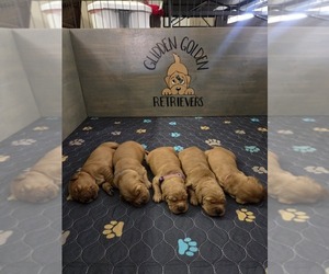 Golden Retriever Litter for sale in GOODYEAR, AZ, USA
