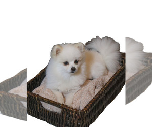Pomeranian Puppy for sale in MC CALL CREEK, MS, USA