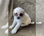 Small Photo #52 Labrador Retriever Puppy For Sale in MURRIETA, CA, USA