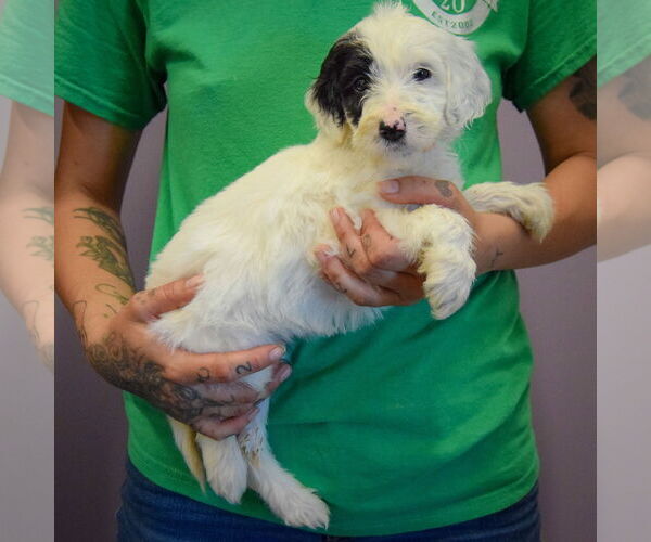 Medium Photo #2 Spaniel-Unknown Mix Puppy For Sale in Huntley, IL, USA