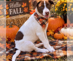 Small Photo #2 Labrador Retriever Puppy For Sale in Yardley, PA, USA