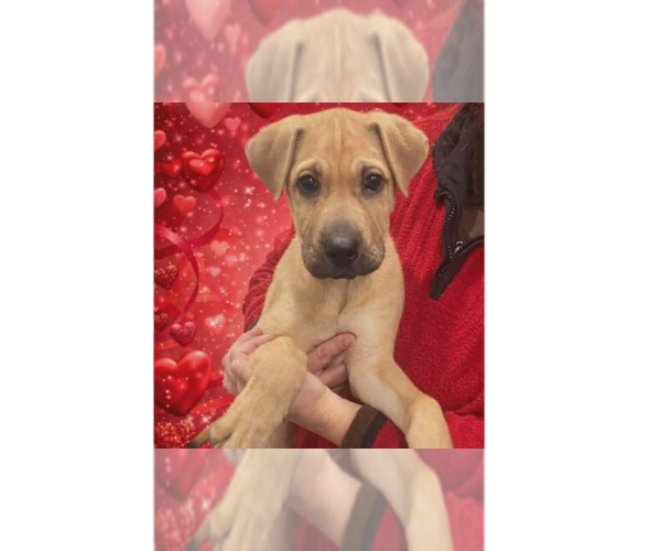 Medium Photo #1 Mutt Puppy For Sale in Springdale, PA, USA