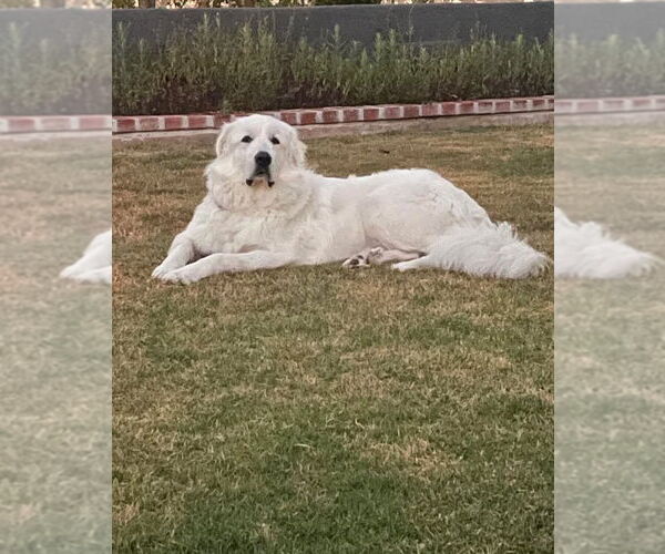 Medium Photo #1 Great Pyrenees Puppy For Sale in Menifee, CA, USA