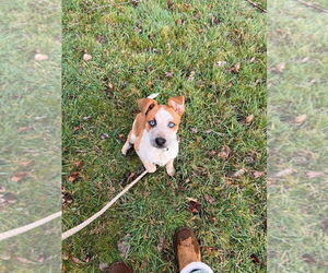Patriot - Male Mutt Dog for Adoption - Photo #3