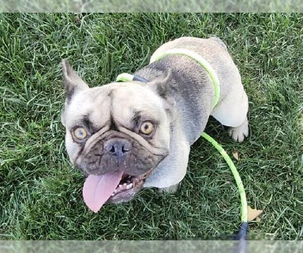 Medium Photo #1 French Bulldog Puppy For Sale in Martinez, CA, USA