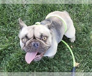 French Bulldog Dogs for adoption in Martinez, CA, USA