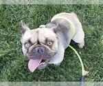 Small French Bulldog