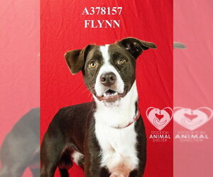 FLYNN - Male Border Collie-Unknown Mix Dog for Adoption - Photo #2