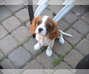 Cavalier King Charles Spaniel Puppy for sale in CENTERVIEW, MO, USA