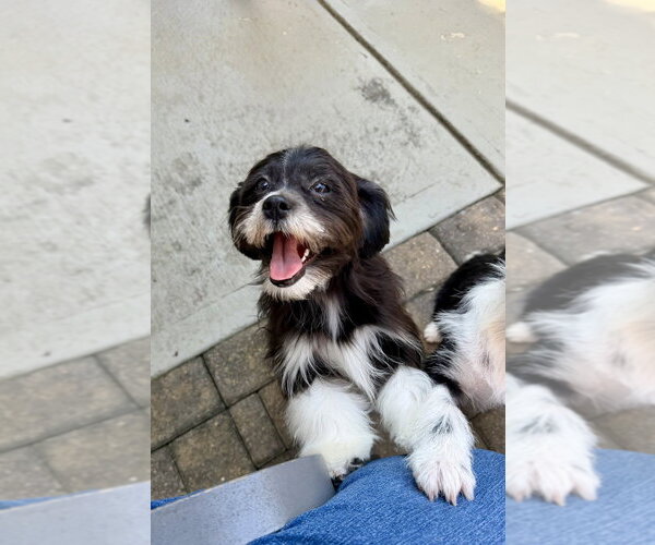 Medium Photo #4 Shih Tzu-Unknown Mix Puppy For Sale in Mooresville, NC, USA