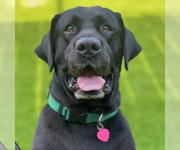 Medium Photo #2 Labrador Retriever Puppy For Sale in San Diego, CA, USA