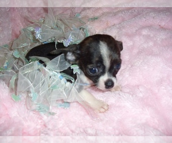 Medium Photo #2 Chihuahua Puppy For Sale in MADISON, MS, USA