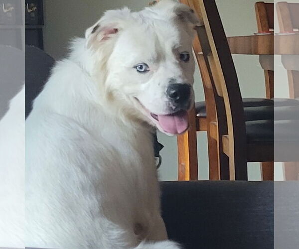 Medium Photo #1 Great Pyrenees-Unknown Mix Puppy For Sale in Fargo, ND, USA