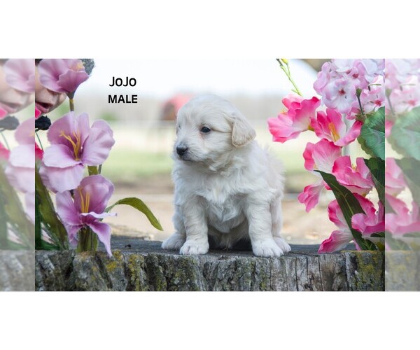 Medium Photo #9 American Eskimo Dog-Poodle (Toy) Mix Puppy For Sale in CLARE, MI, USA