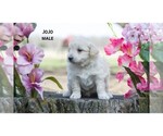 Small Photo #9 American Eskimo Dog-Poodle (Toy) Mix Puppy For Sale in CLARE, MI, USA