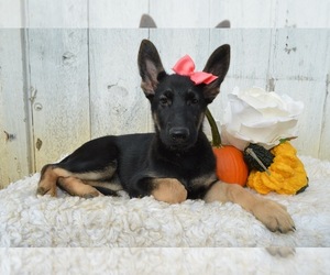 German Shepherd Dog Puppy for sale in HONEY BROOK, PA, USA