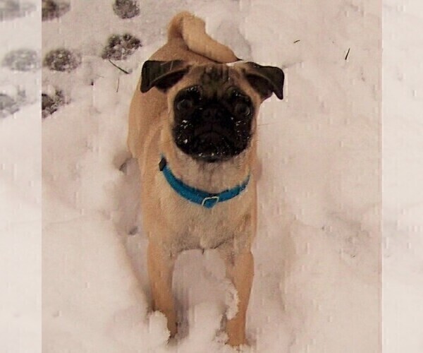 Medium Photo #2 Pug Puppy For Sale in NEW CASTLE, IN, USA