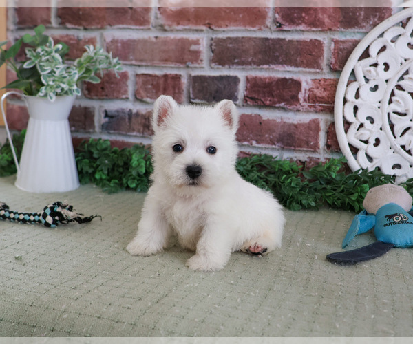 Medium Photo #4 West Highland White Terrier Puppy For Sale in SYRACUSE, IN, USA