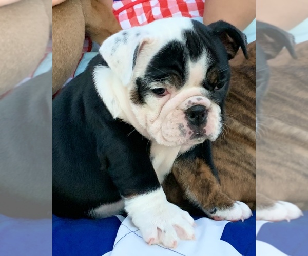 Medium Photo #16 Bulldog Puppy For Sale in PEACHLAND, NC, USA