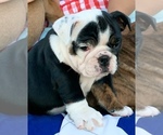 Small Photo #16 Bulldog Puppy For Sale in PEACHLAND, NC, USA