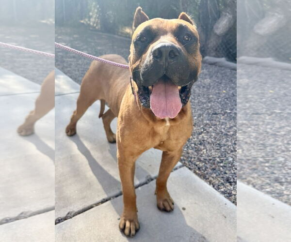 Medium Photo #4 Presa Canario Puppy For Sale in Goodyear, AZ, USA