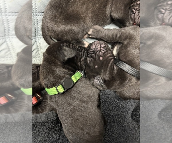 Medium Photo #7 Great Dane Puppy For Sale in TEMECULA, CA, USA