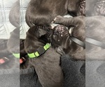 Small Photo #7 Great Dane Puppy For Sale in TEMECULA, CA, USA